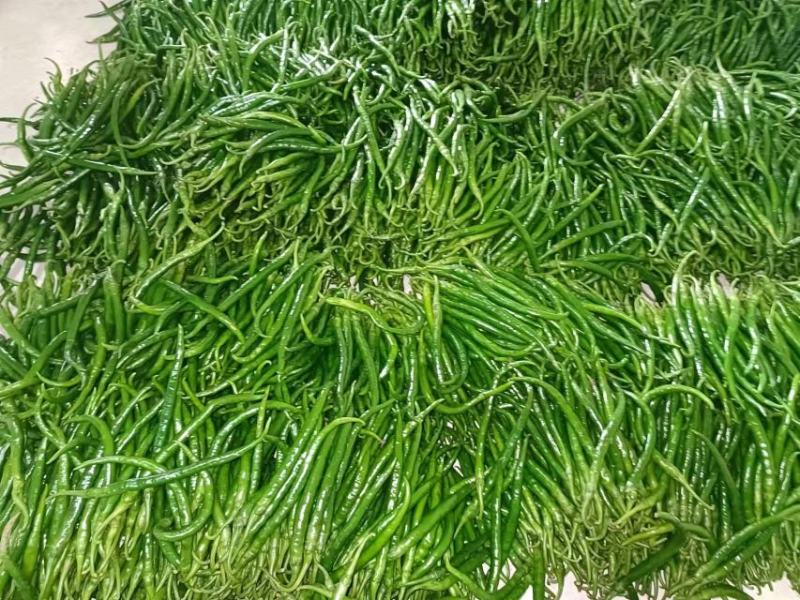 7号辣椒大量有货