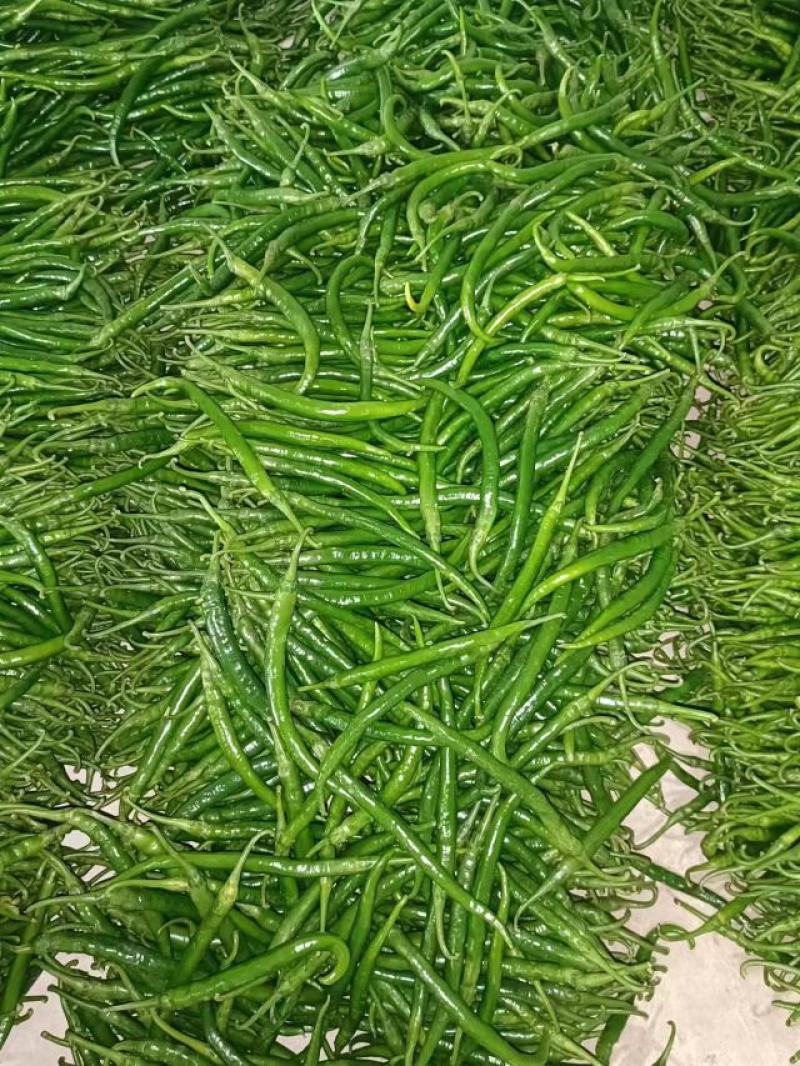 7号辣椒大量有货