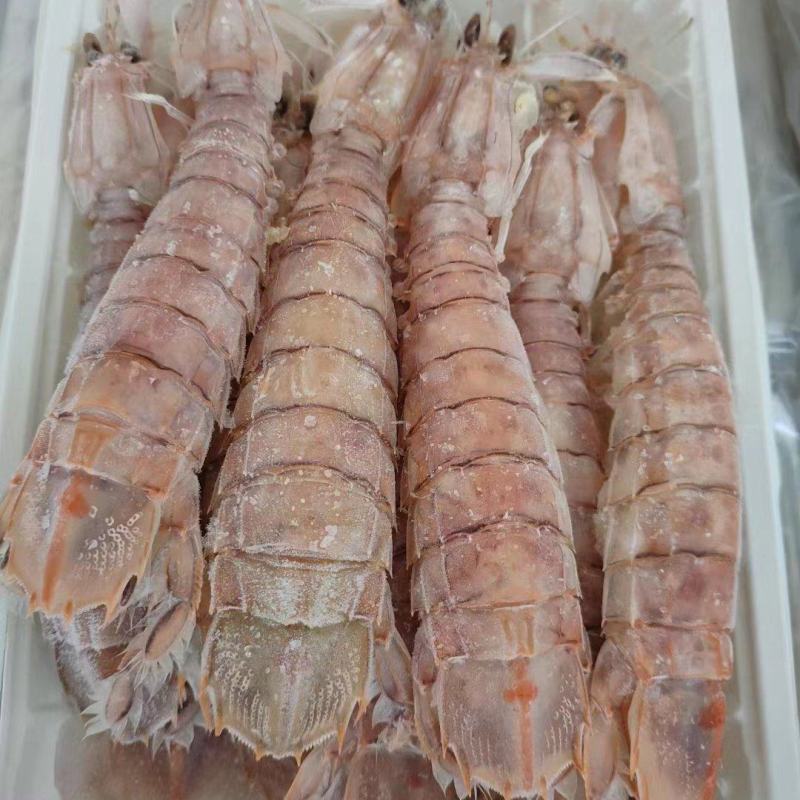 本港皮皮虾规格齐全长期供应