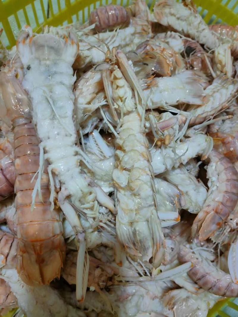 本港皮皮虾规格齐全长期供应