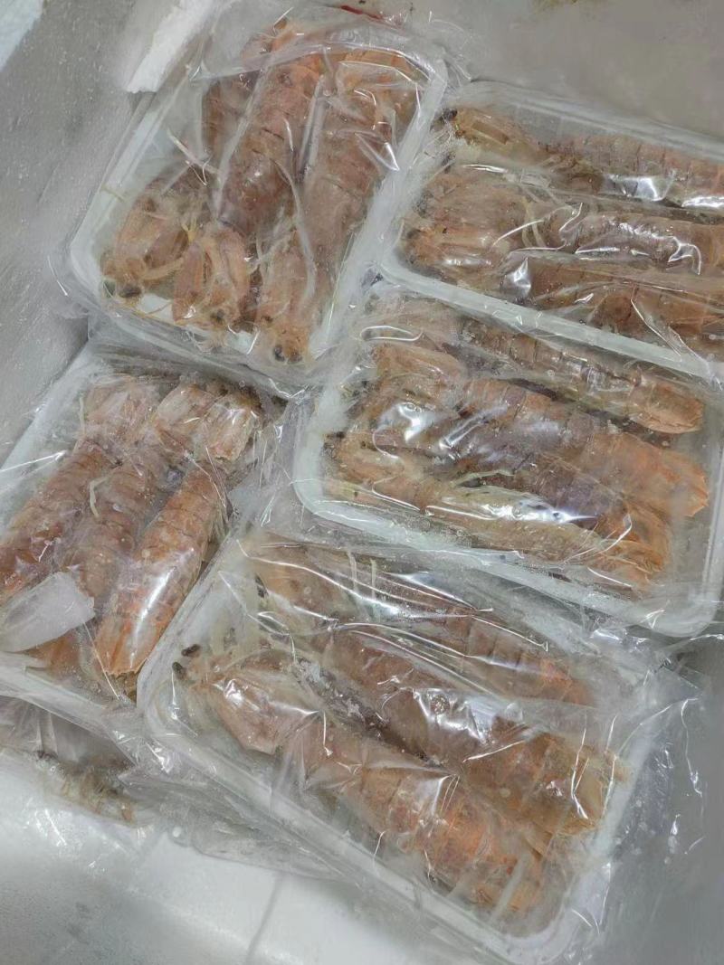 本港皮皮虾规格齐全长期供应