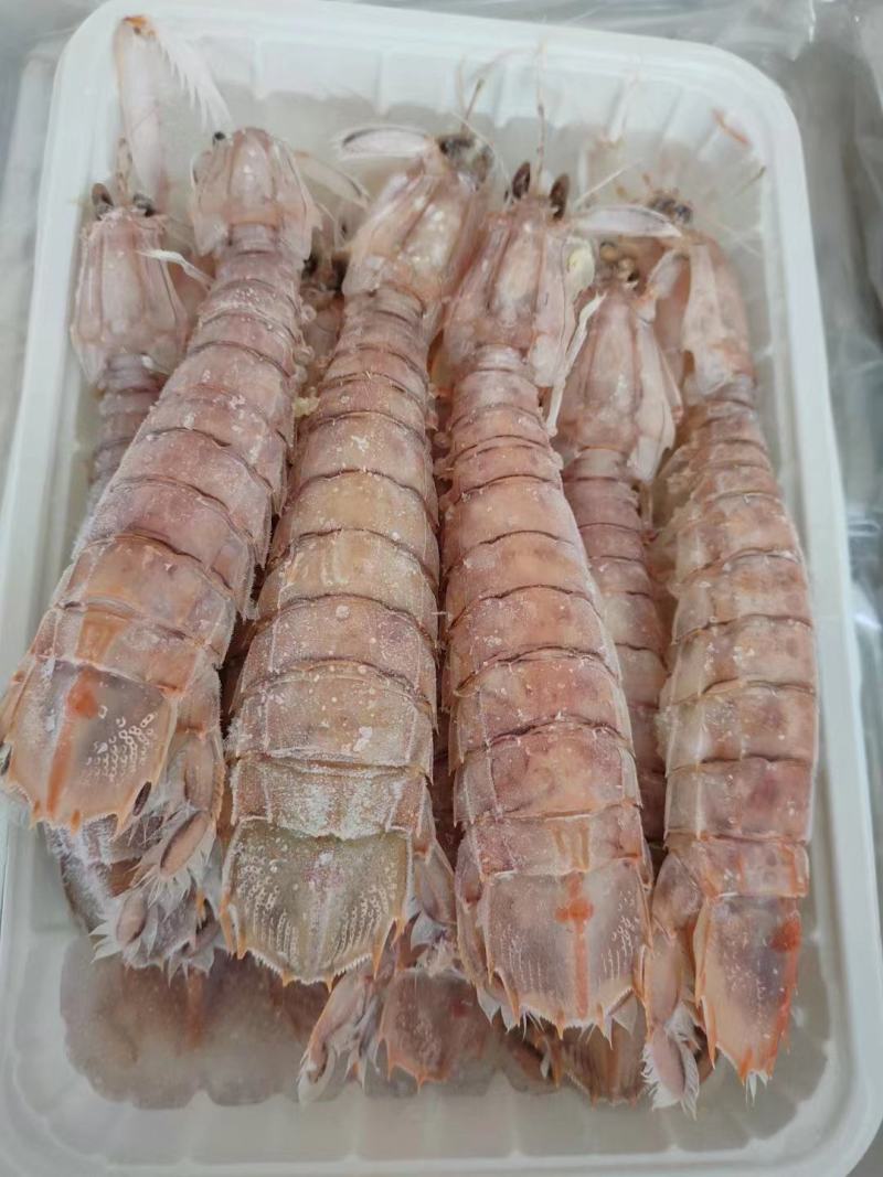 本港皮皮虾规格齐全长期供应