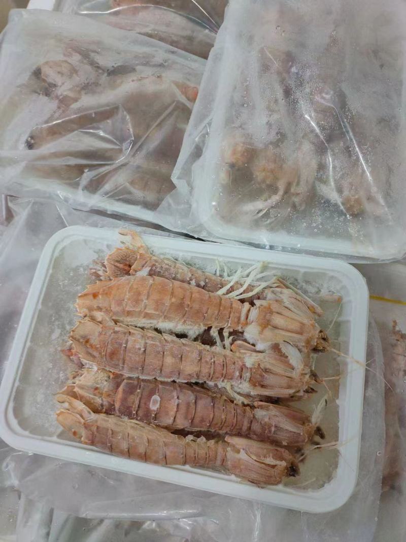 本港皮皮虾规格齐全长期供应