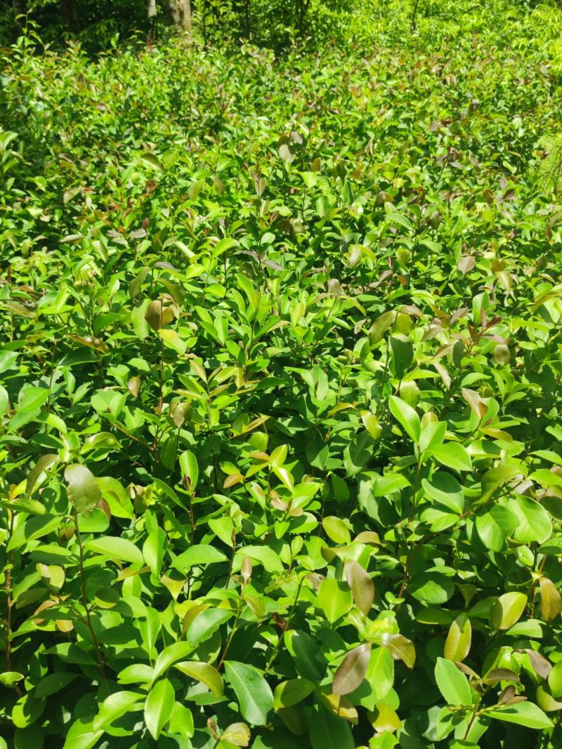 海南本地山茶，油茶苗（长期提供）（购买与了解情况请联系）