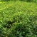 海南本地山茶，油茶苗（长期提供）（购买与了解情况请联系）