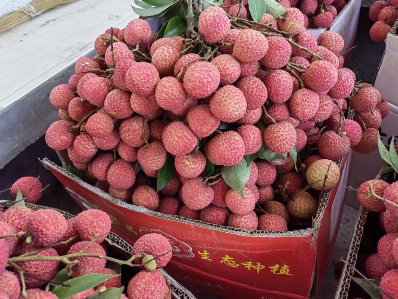 广西平南县桂平麻洞桂味大量上市，爆甜多汁，产地直销