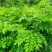 白木沉香苗（购买与了解情况请联系店家）