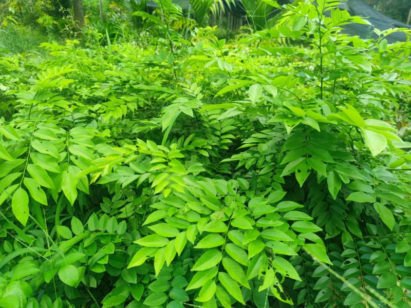 白木沉香苗（购买与了解情况请联系店家）