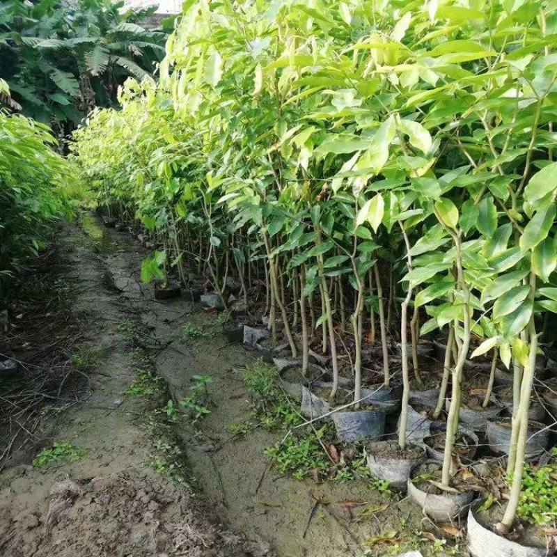 白木沉香苗（购买与了解情况请联系店家）