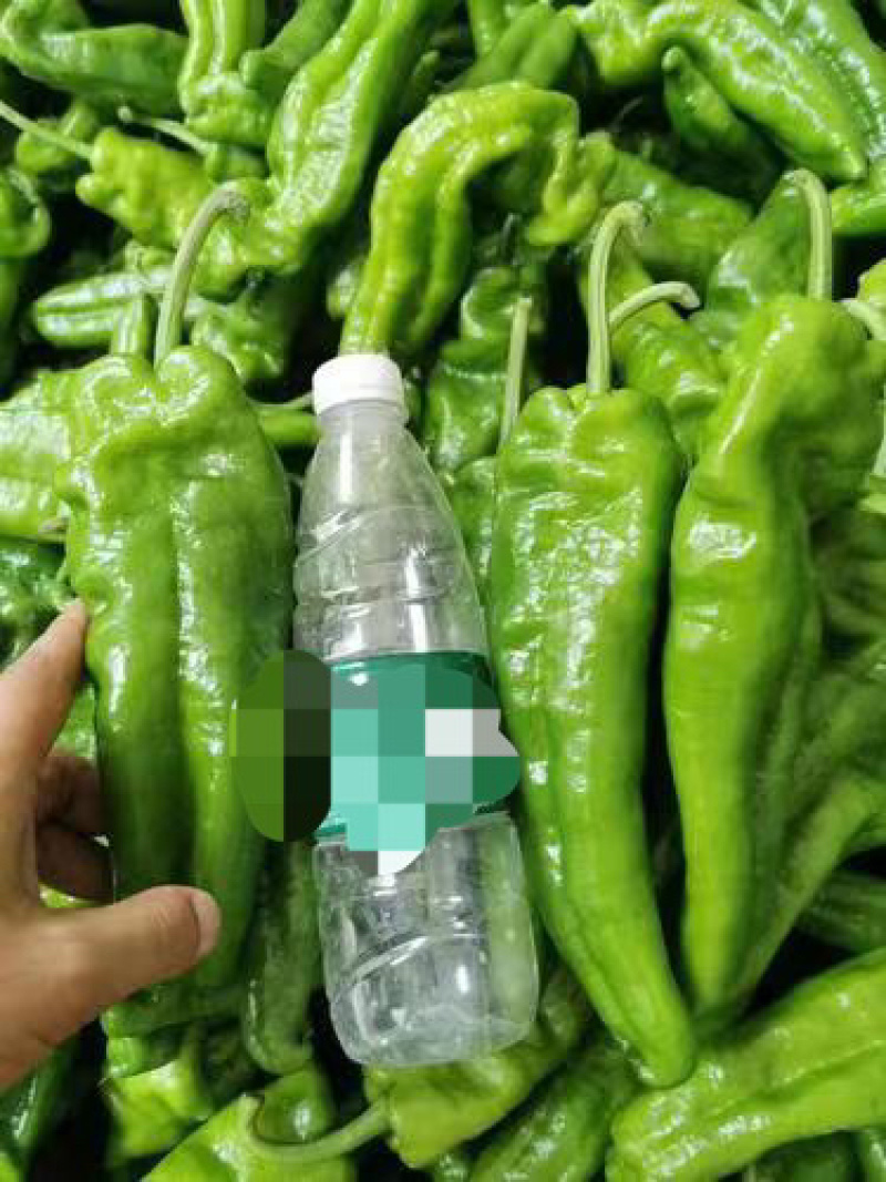 薄皮青椒河南产地直发货源充足新鲜上市有品质