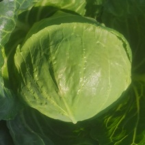 好甘蓝