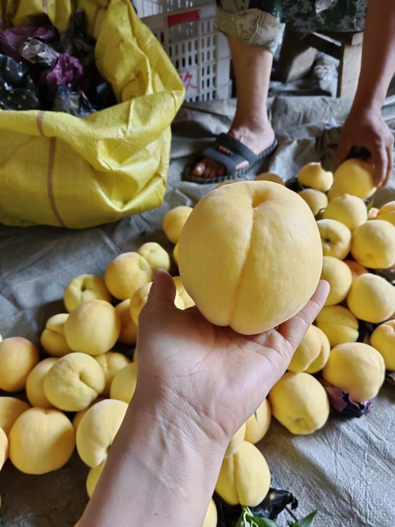 陕西礼泉黄桃大量供应中，个头果面色泽都杠杠滴