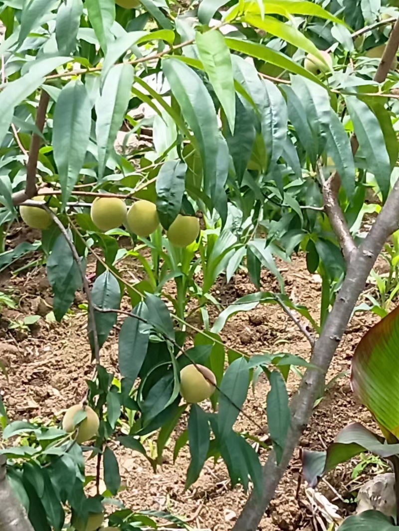桃子，下个月初可以上市，需要的联系