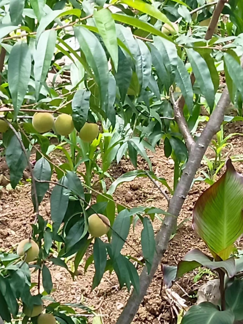 桃子，下个月初可以上市，需要的联系
