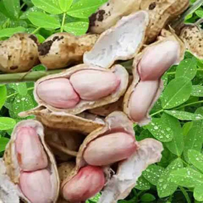 现挖鲜花生10斤2斤装带壳生花生农家自种生花生新鲜湿花生
