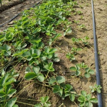 大叶宁玉草莓苗基地，宁玉草莓苗6月份种植管理