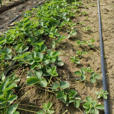 大叶宁玉草莓苗基地，宁玉草莓苗6月份种植管理