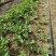 大叶宁玉草莓苗基地，宁玉草莓苗6月份种植管理