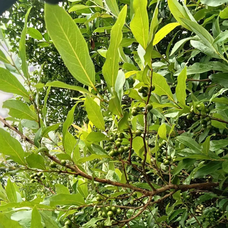 江西宜春野生山胡椒产地直销质量保障欢迎订购