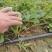 大叶宁玉草莓苗基地，宁玉草莓苗6月份种植管理