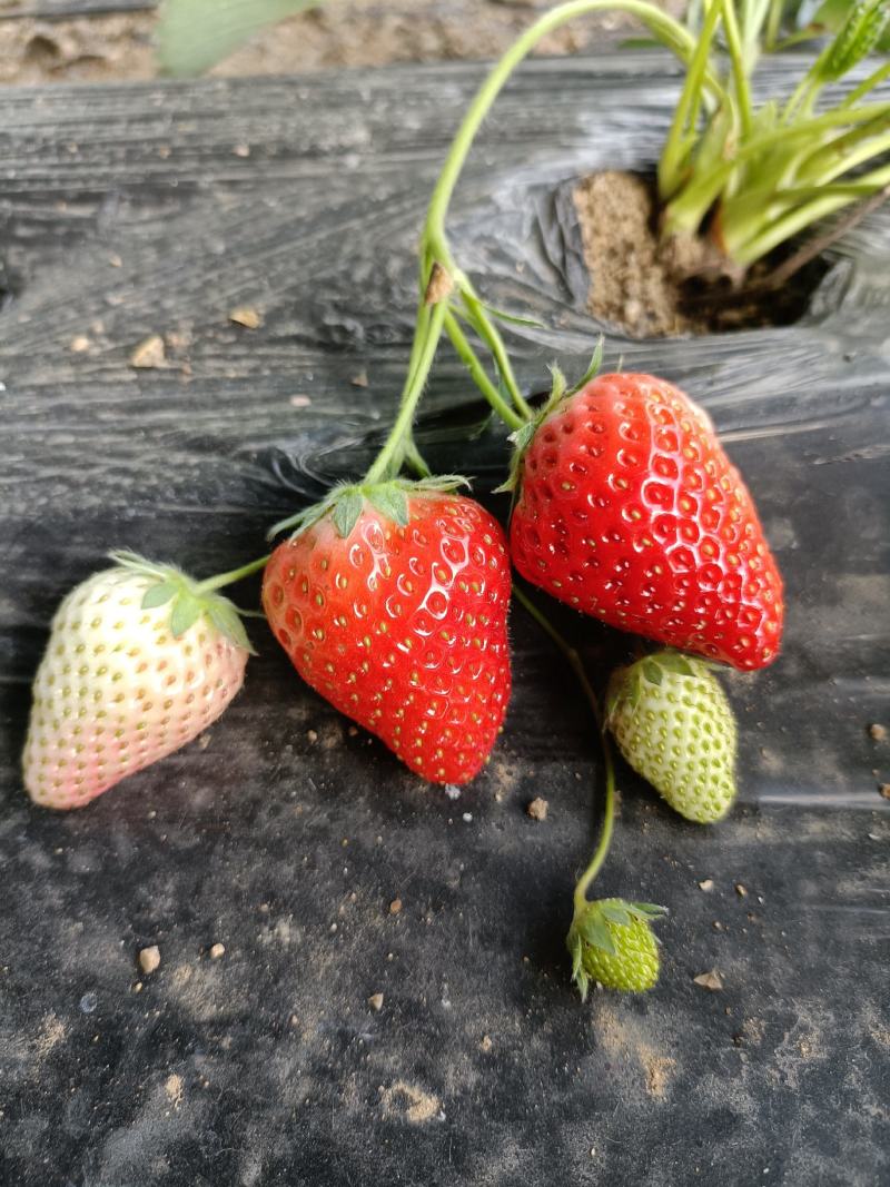 大叶宁玉草莓苗基地，宁玉草莓苗6月份种植管理