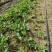 大叶宁玉草莓苗基地，宁玉草莓苗6月份种植管理