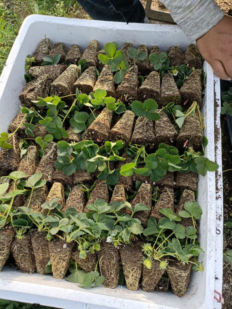 大叶宁玉草莓苗基地，宁玉草莓苗6月份种植管理