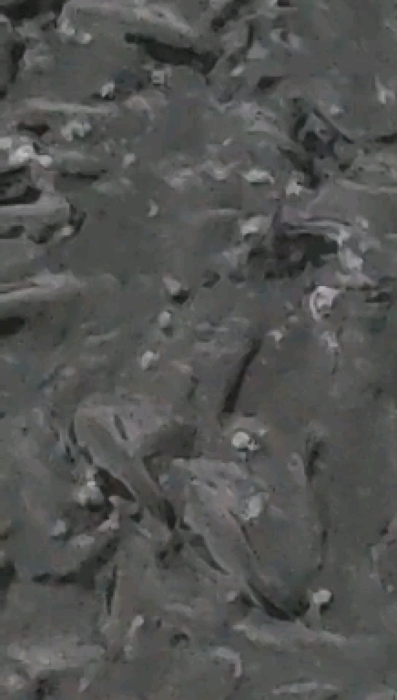 江西宜春花鲢苗质量保障产地直销欢迎订购