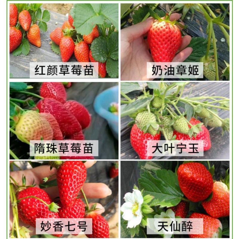 甜宝草莓苗与章姬草莓苗品种对比，建岳草莓苗繁育基地