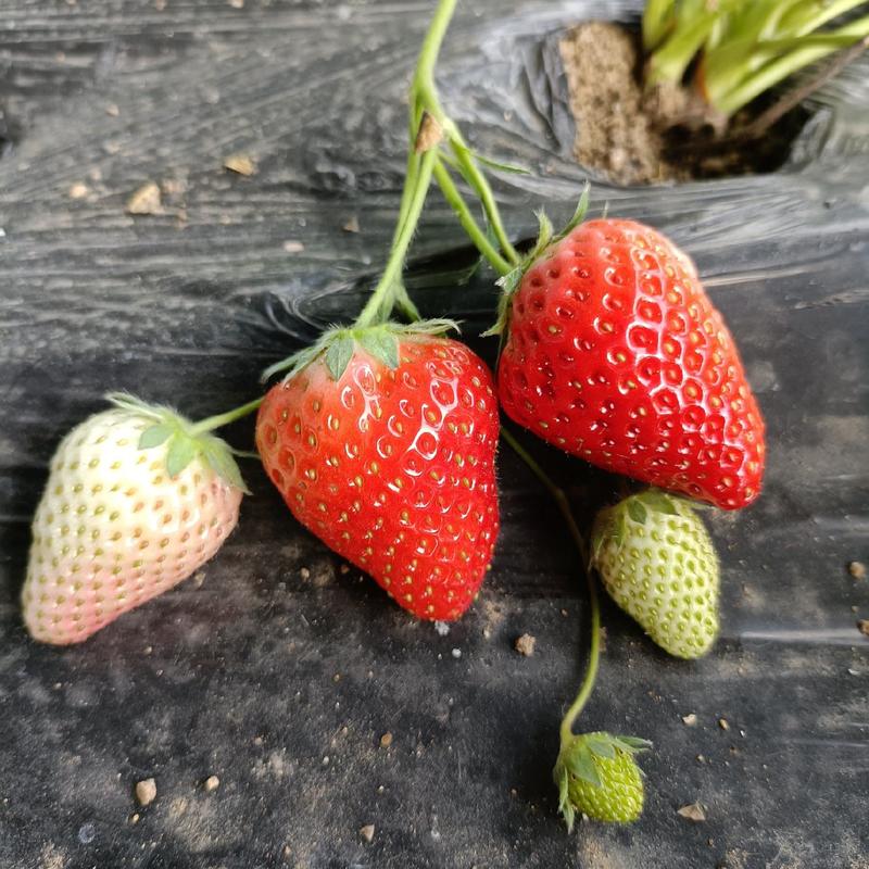 甜宝草莓苗与章姬草莓苗品种对比，建岳草莓苗繁育基地