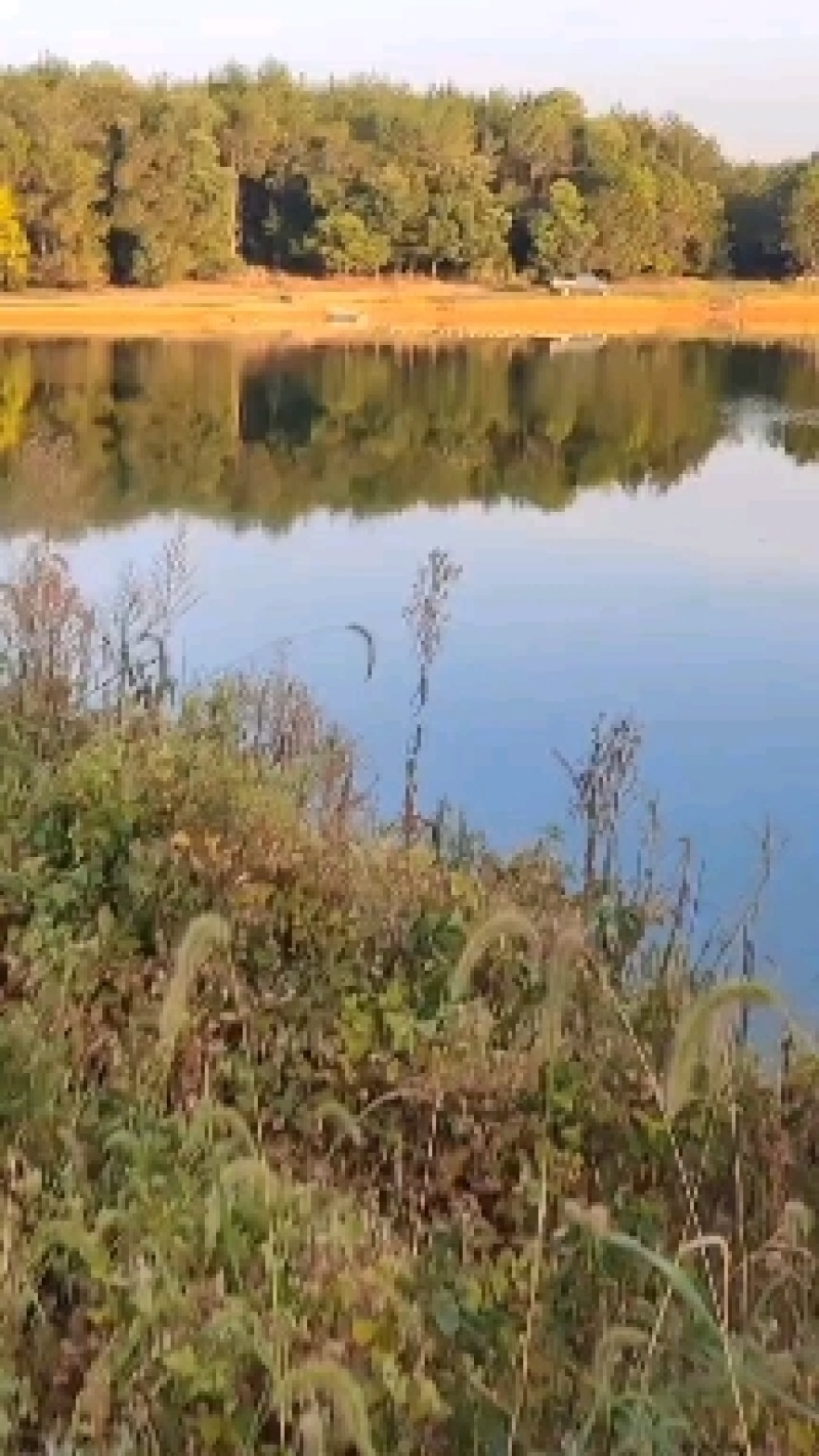 江西宜春花鲢苗质量保障产地直销欢迎订购