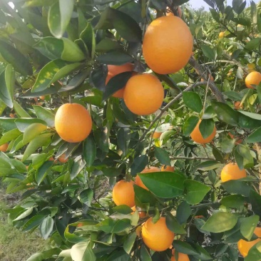 【热卖】湖南江永优质夏橙