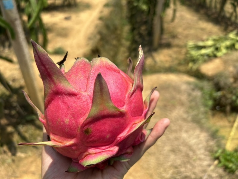 红心火龙果一件代发