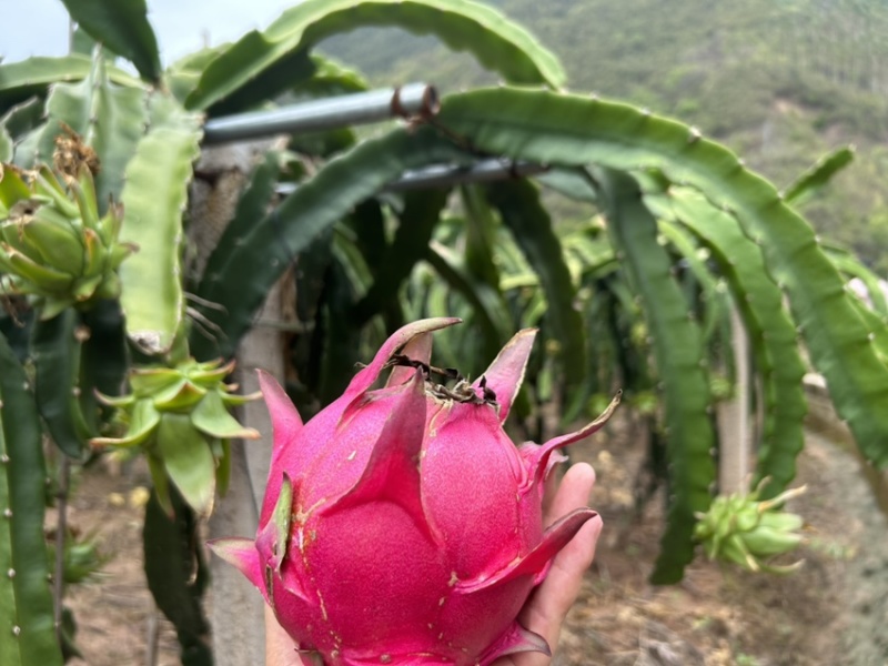 红心火龙果一件代发