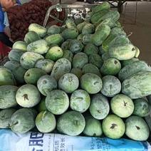 水果冬瓜大量上市，2到5斤，发往全国各地