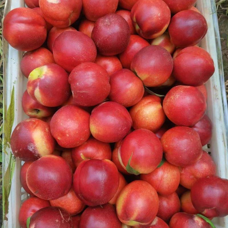 【中油四号】精品油桃对接电商市场商超量大优惠
