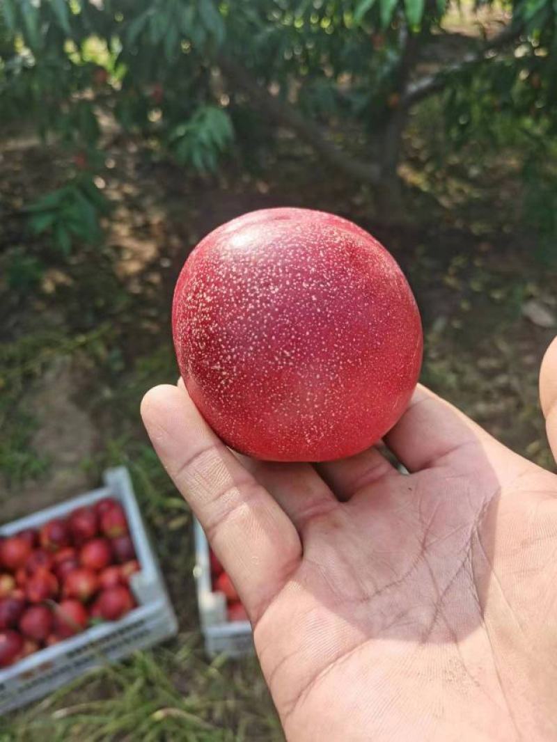 【中油四号】精品油桃对接电商市场商超量大优惠