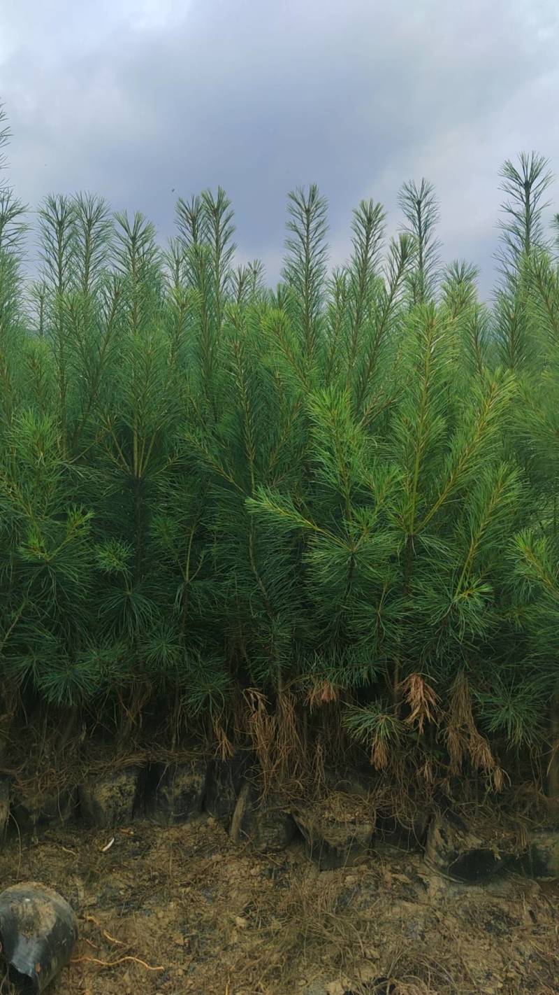 华山松苗，华山松大苗