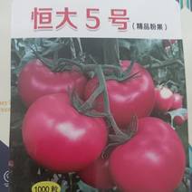 恒大5号硬粉番茄种子