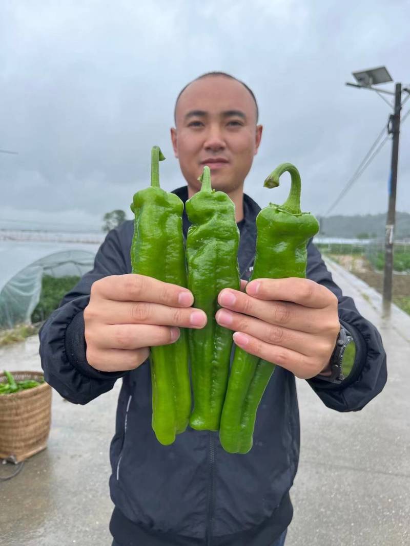 万亩大棚301芜湖椒青皮泡椒，辣椒代办龚垒代收装框，打箱