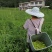 遂宁黄花基地新鲜现摘黄花菜发成都蒙阳重庆