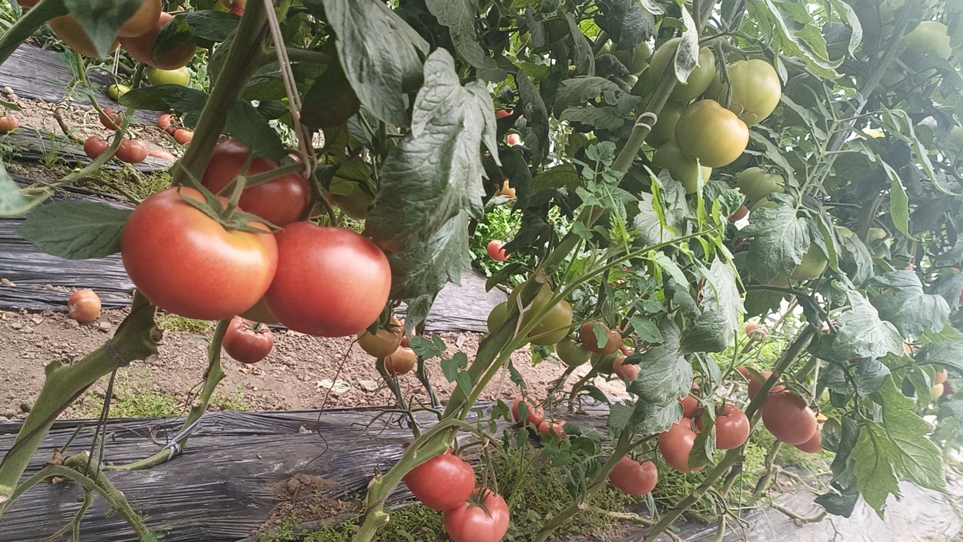 硬粉西红柿沙拉成品图