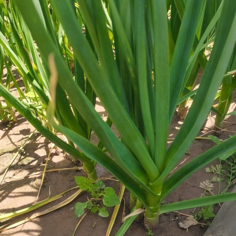 高原一点红蒜苗，大量上市，精品包毛货，水洗打冷
