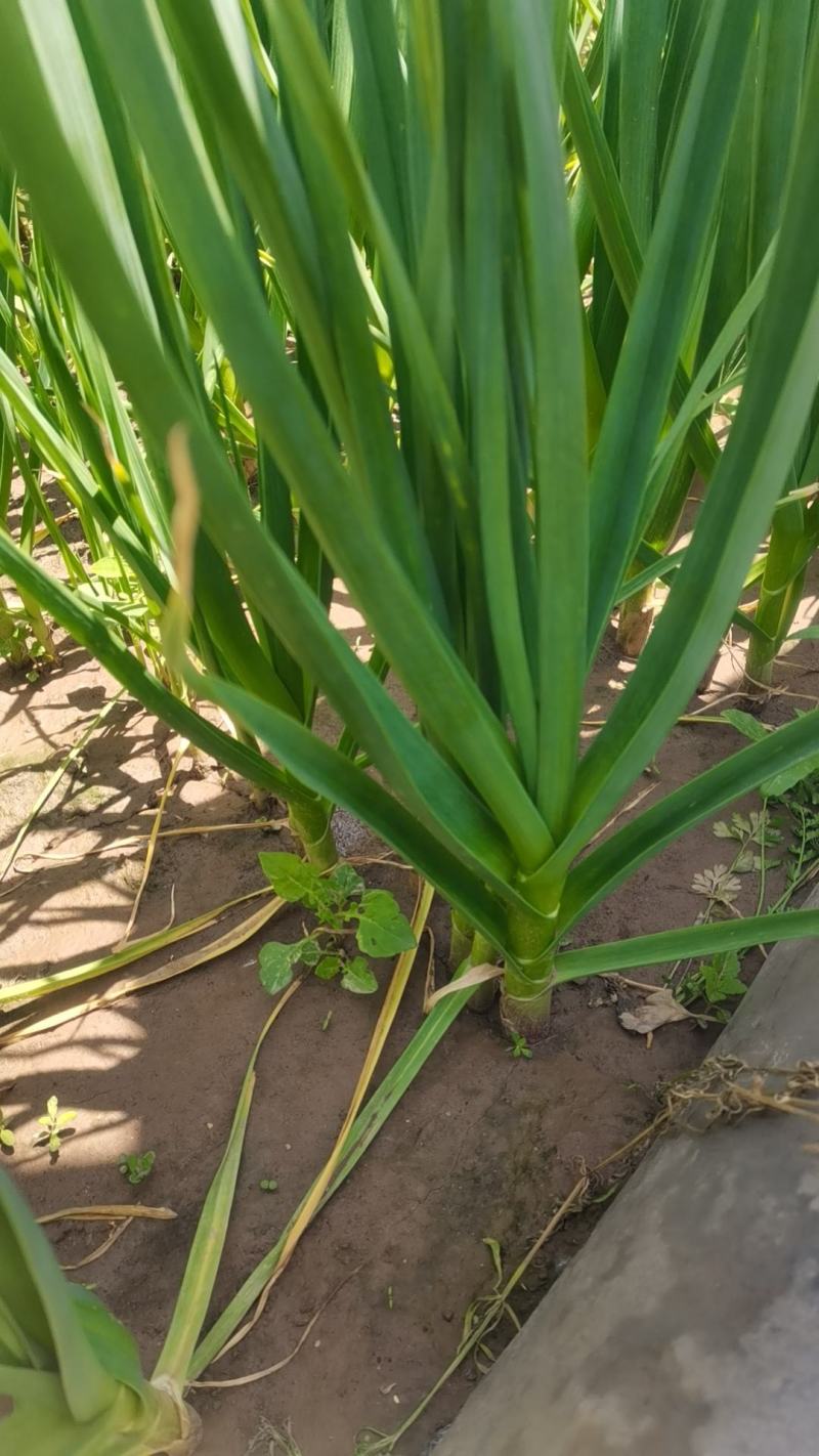高原一点红蒜苗，大量上市，精品包毛货，水洗打冷