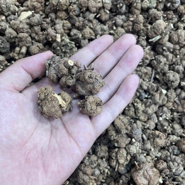 中药材批发消瘤子产地直销批发价格