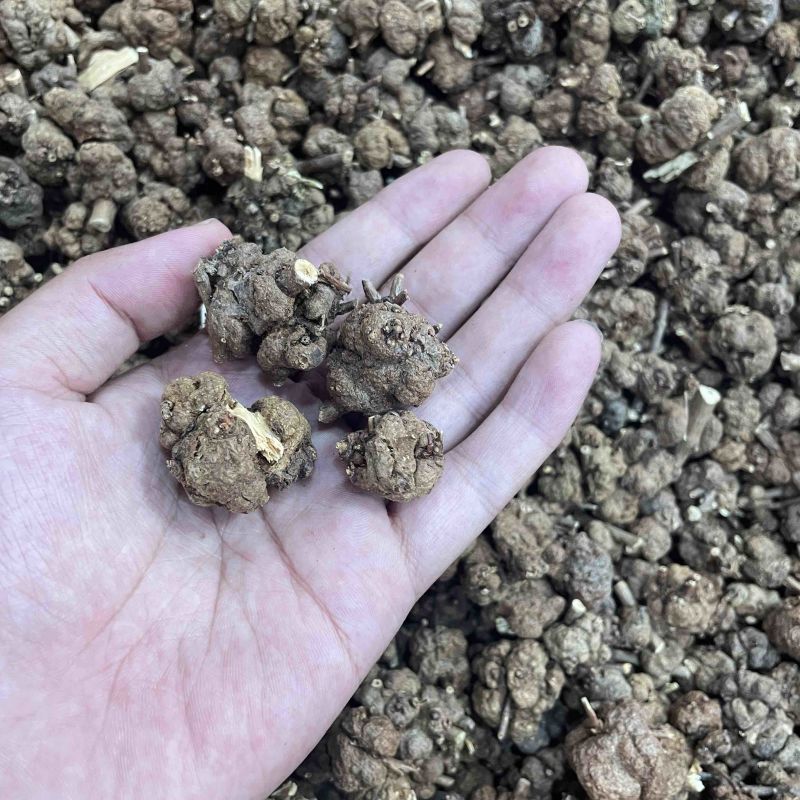 中药材批发消瘤子产地直销批发价格