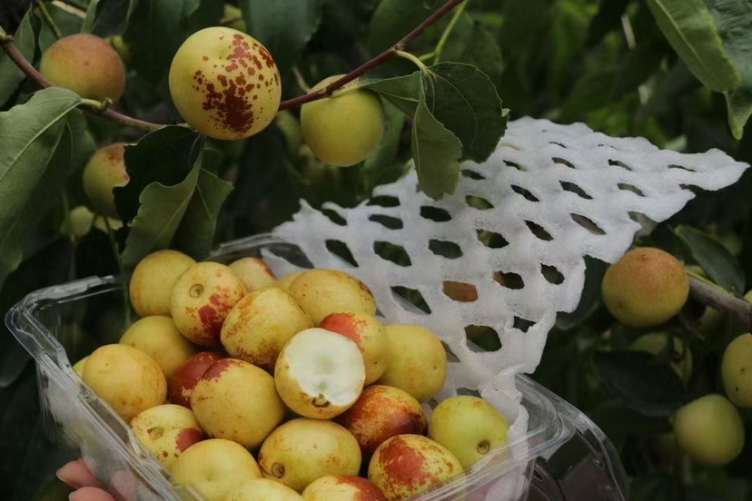 中国陕西省地图,标注主要红枣产区:榆林市佳县、清涧县、绥德县;延安市延川县、子长市;渭南市大荔县。地图上用不同颜色区块突出显示各产地产量占比,并配有气候参数图标(如日照、温差、降水) 陕西红枣主产区分布图