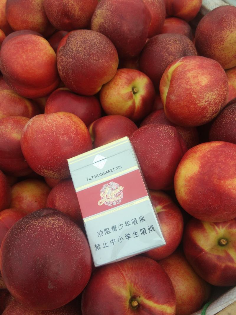 山东省平度市陆地油桃大量上市