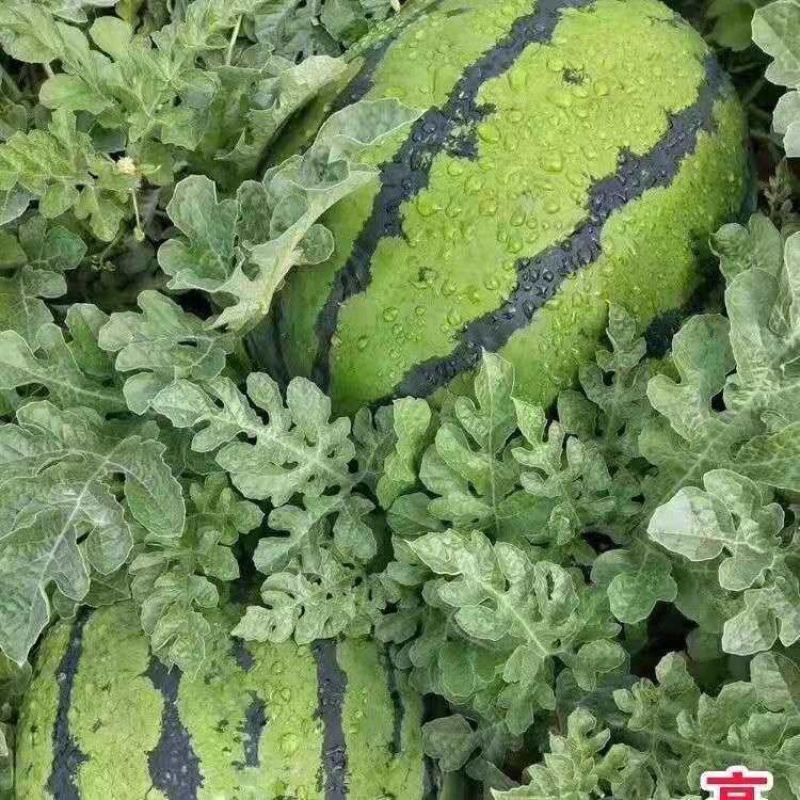 精品西瓜下单秒发