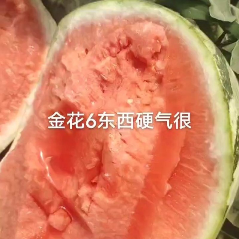金花西瓜金城